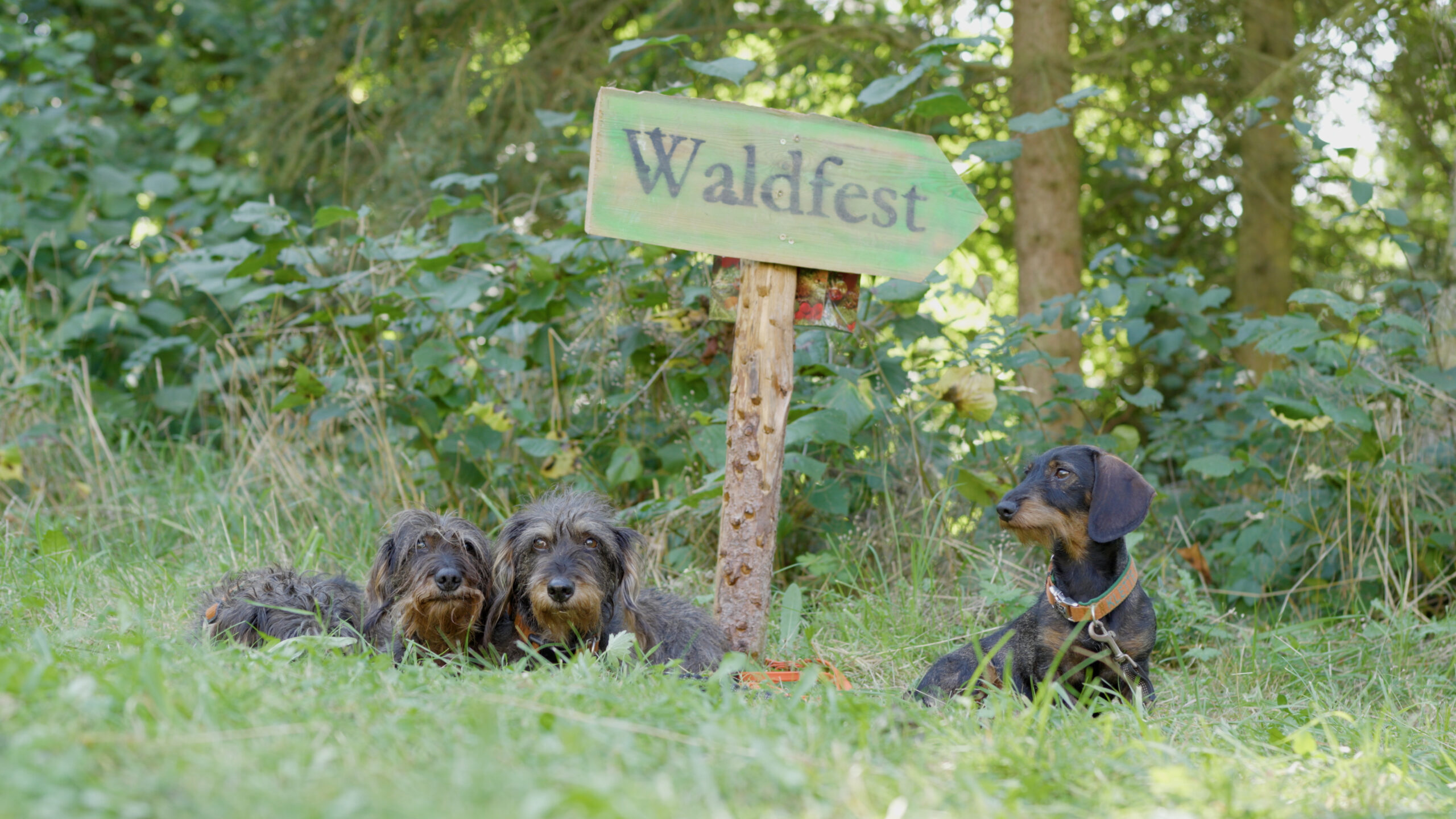 Aufnahme drei Dackel neben Schild "Waldfest"